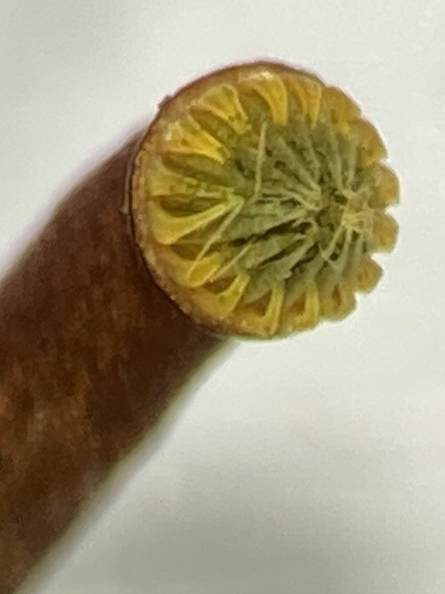 Callicladium haldanianum
